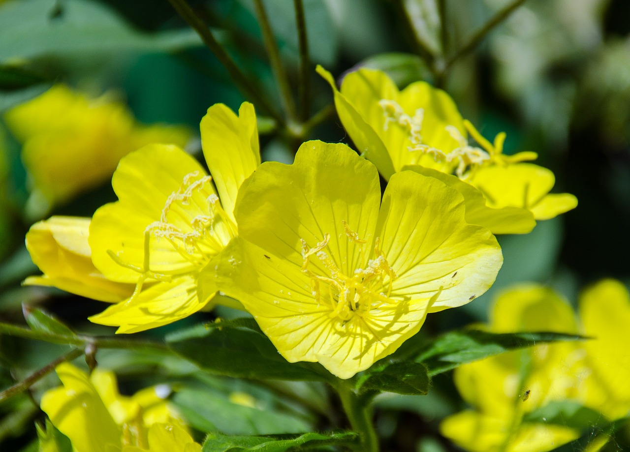 primrose evening primrose plant free photo