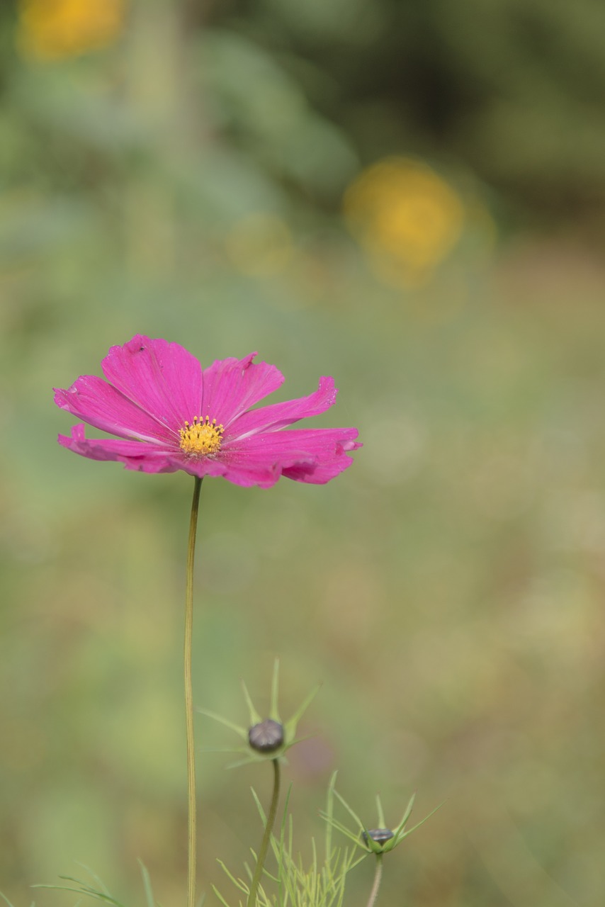 primrose flower plant free photo