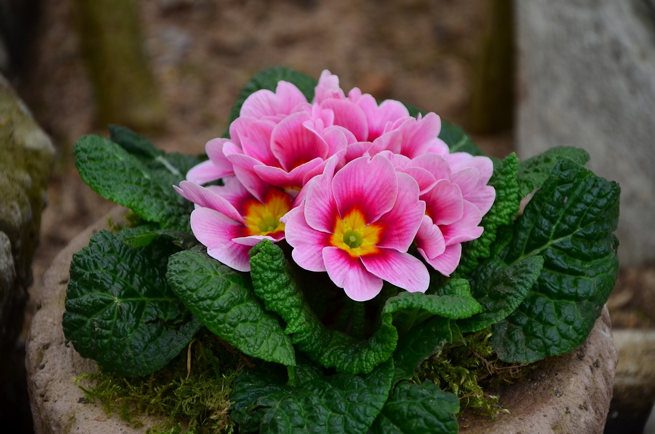 primrose pink spring free photo