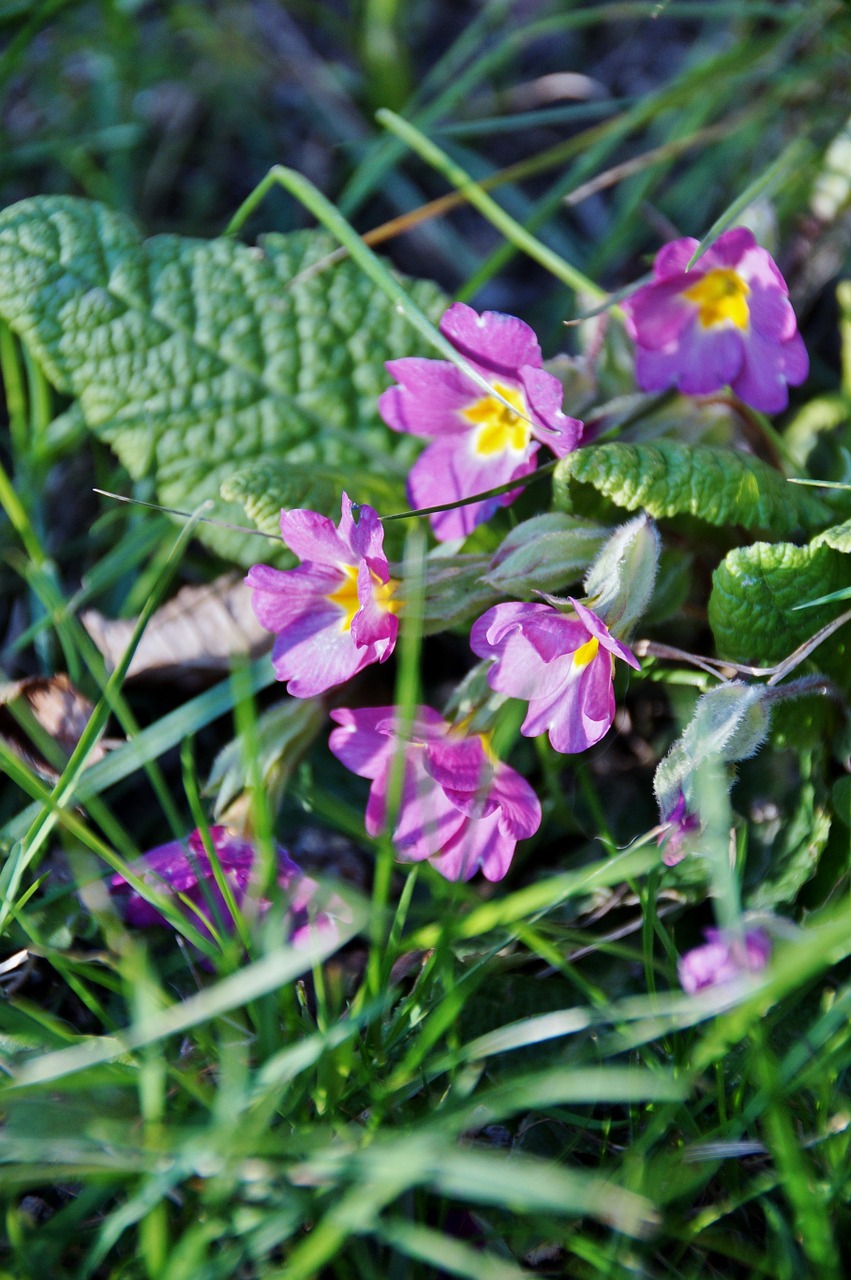 primrose spring garden free photo