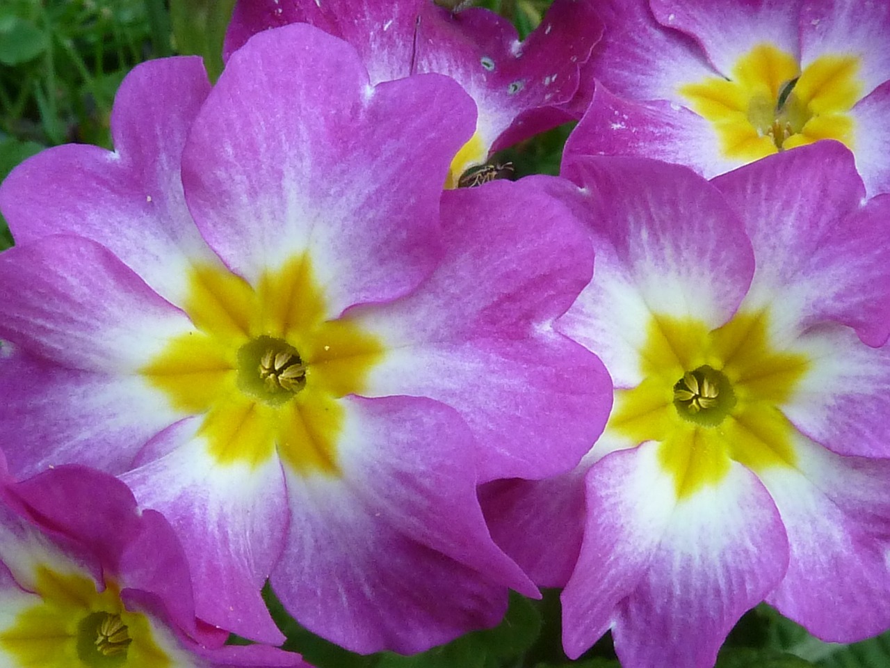 primrose pink blossom free photo