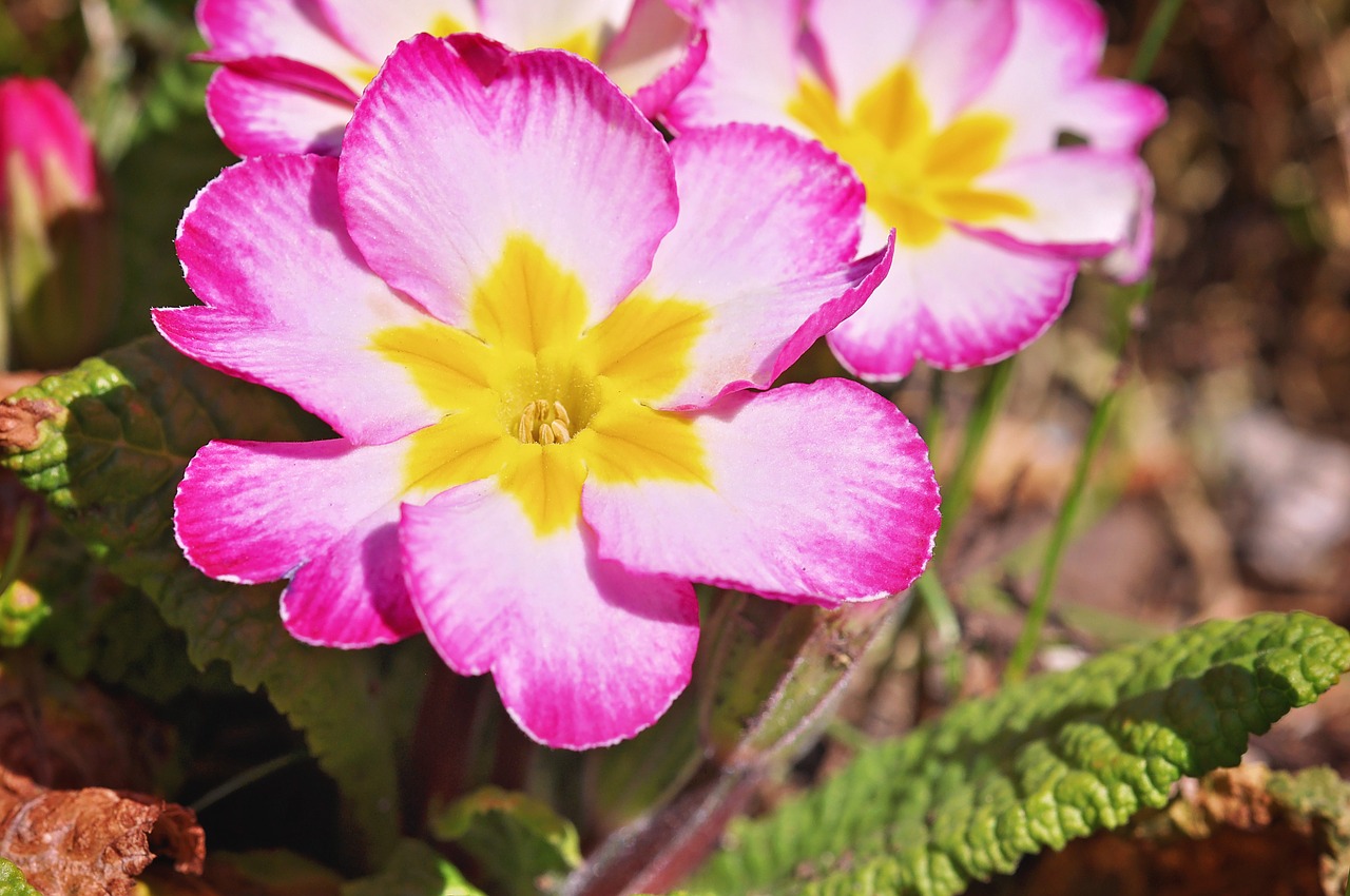 primrose spring flower spring free photo