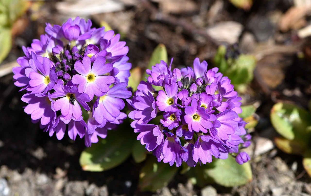 primrose drumstick flower free photo