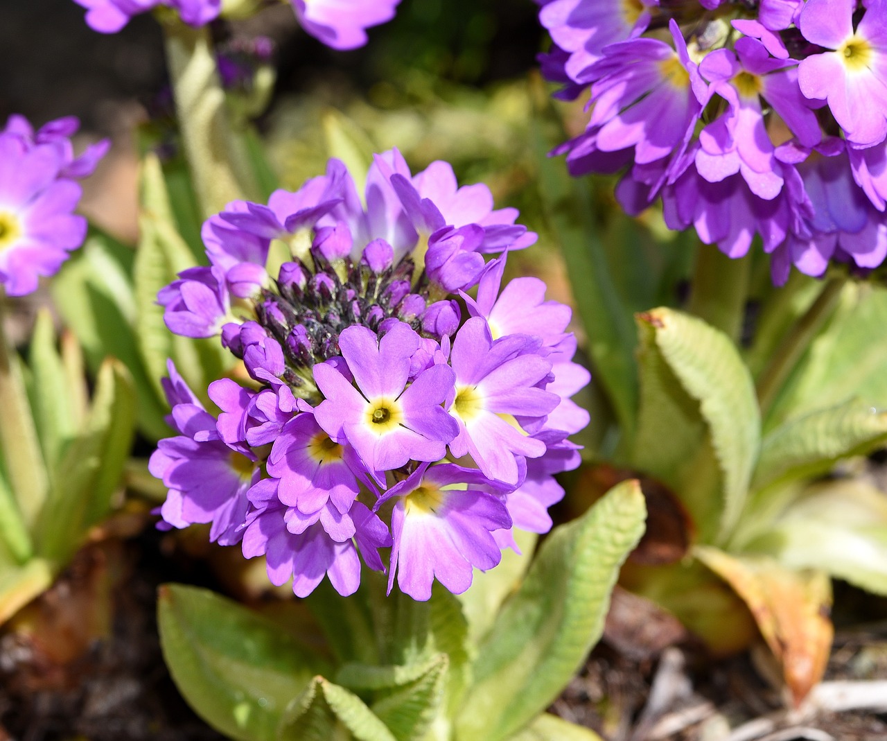 primrose drumstick flower free photo