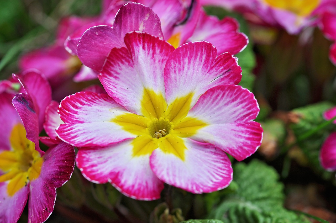 primrose flower blossom free photo