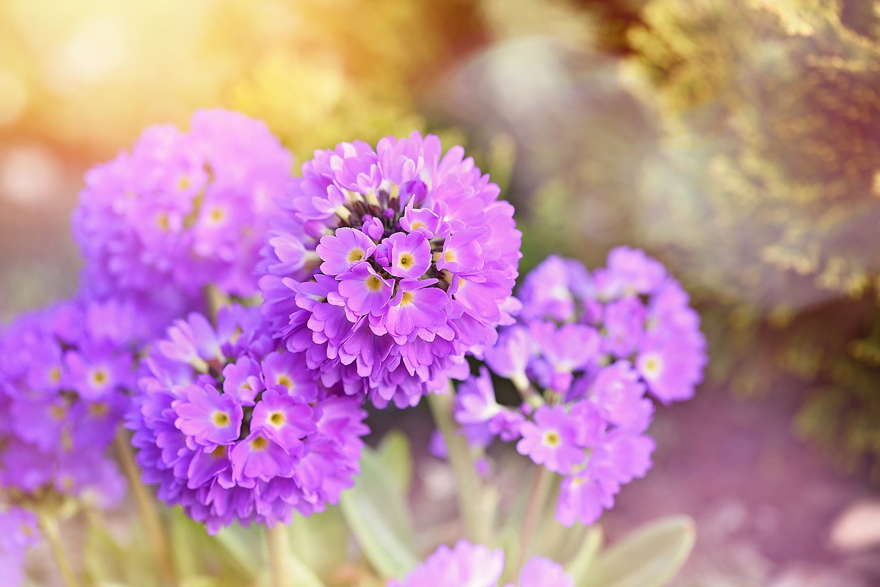 primrose drumstick flower free photo