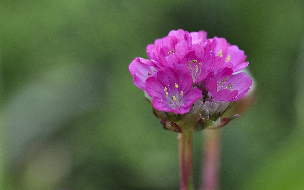 primrose flower blossom free photo