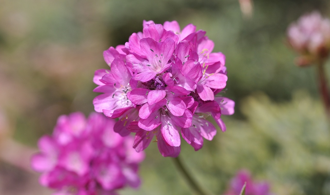 primrose flower plant free photo