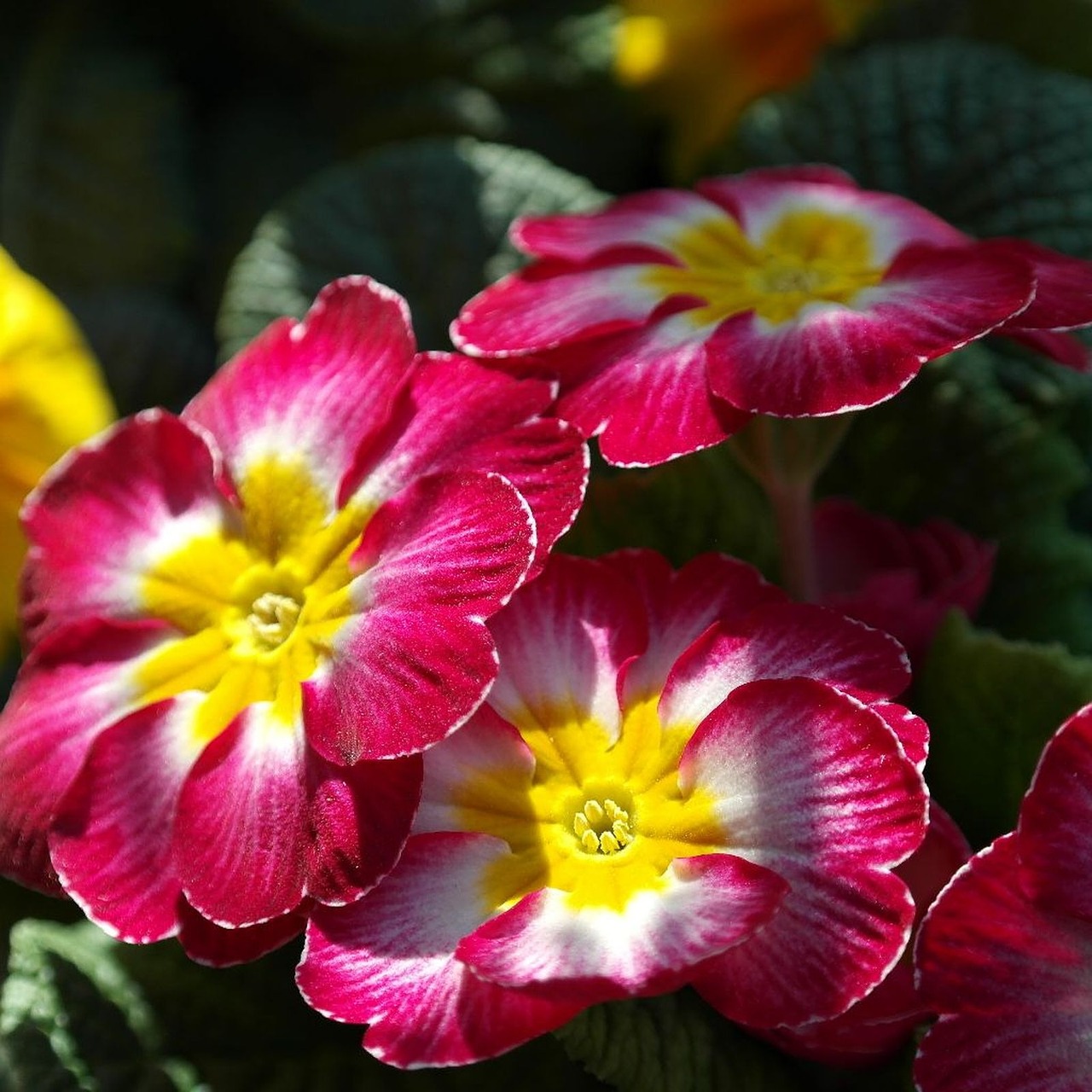 primrose flower spring free photo