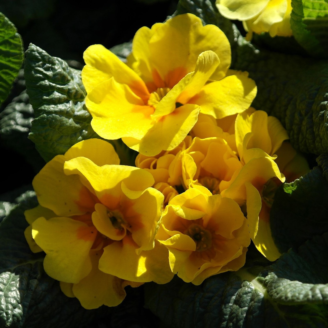 primrose yellow flower free photo