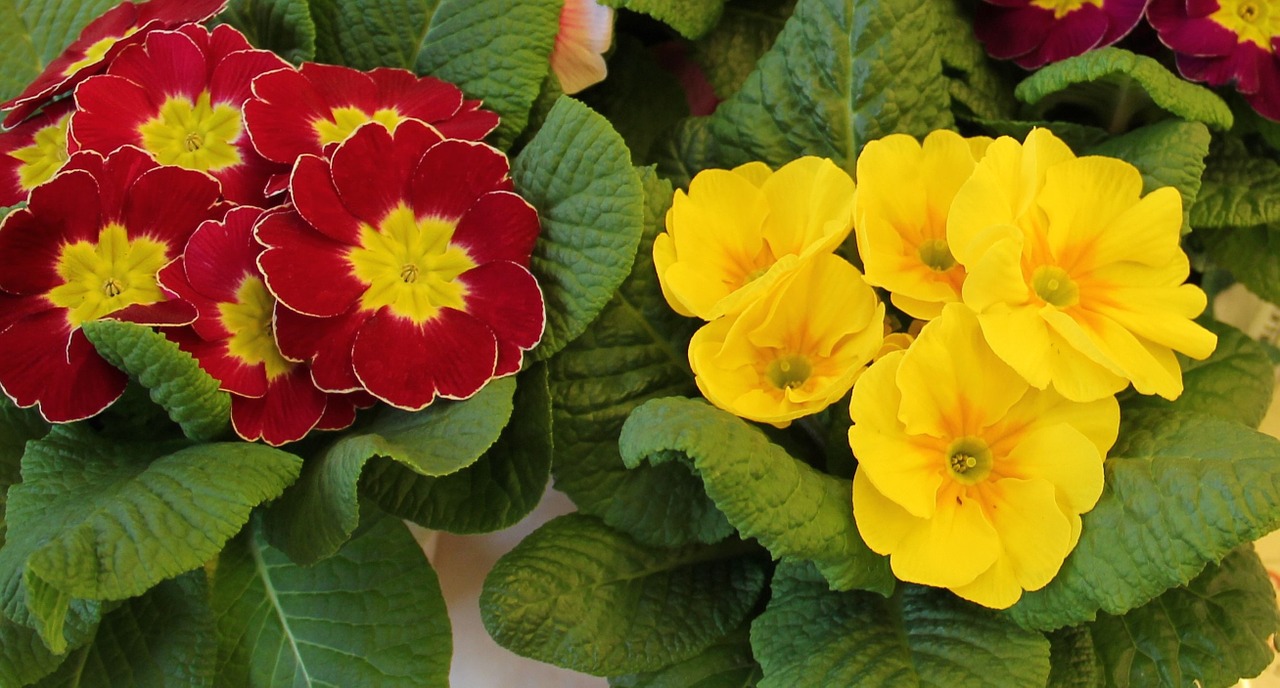 primrose pots signs of spring early bloomer free photo