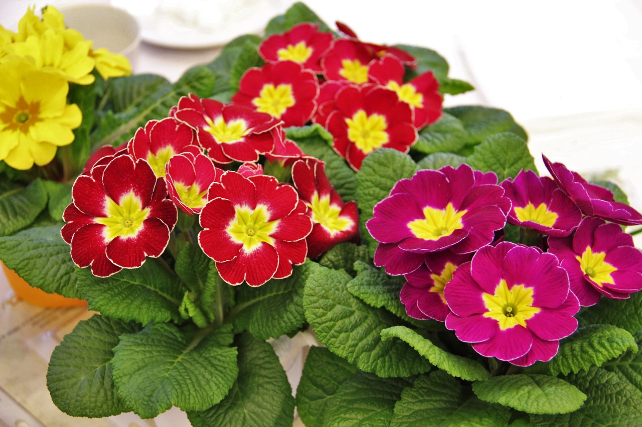 primrose pots signs of spring colorful free photo