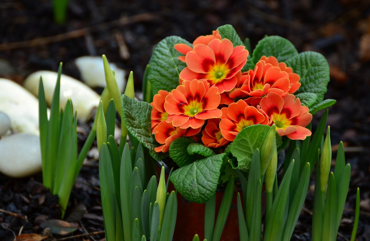 primroses garden spring free photo