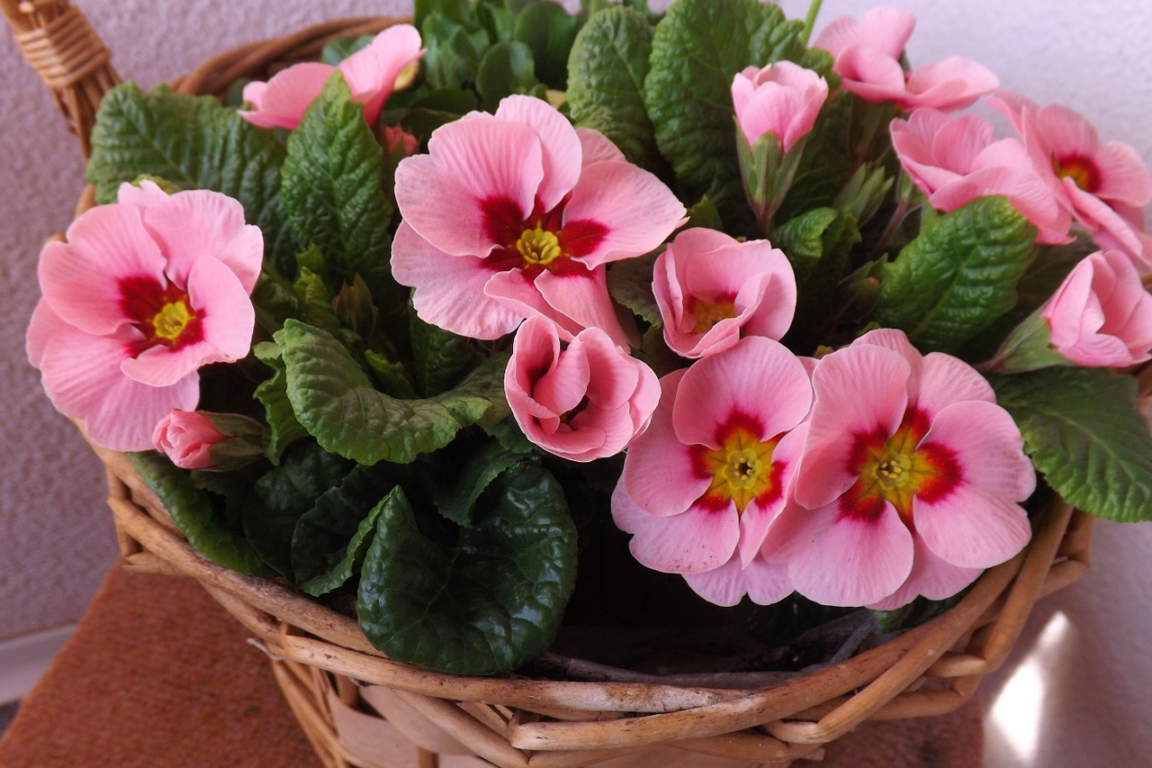 primroses spring flowers free photo