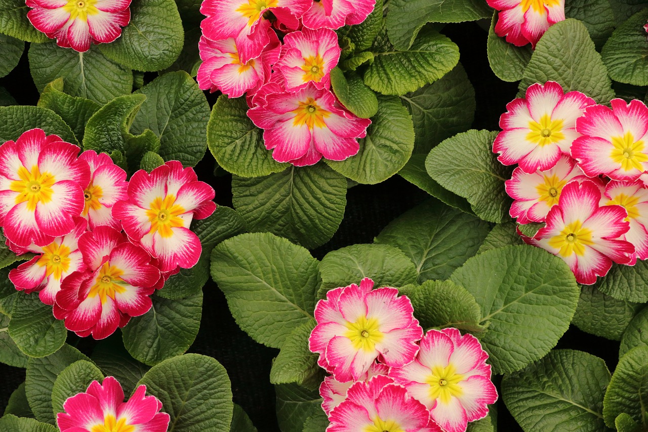 primroses flowers spring free photo