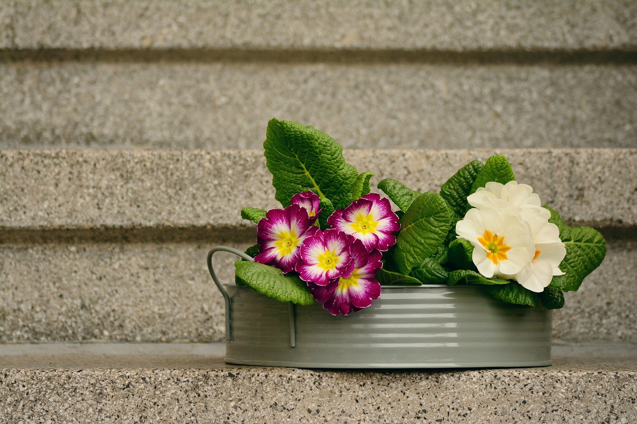 primroses spring flowers decoration free photo