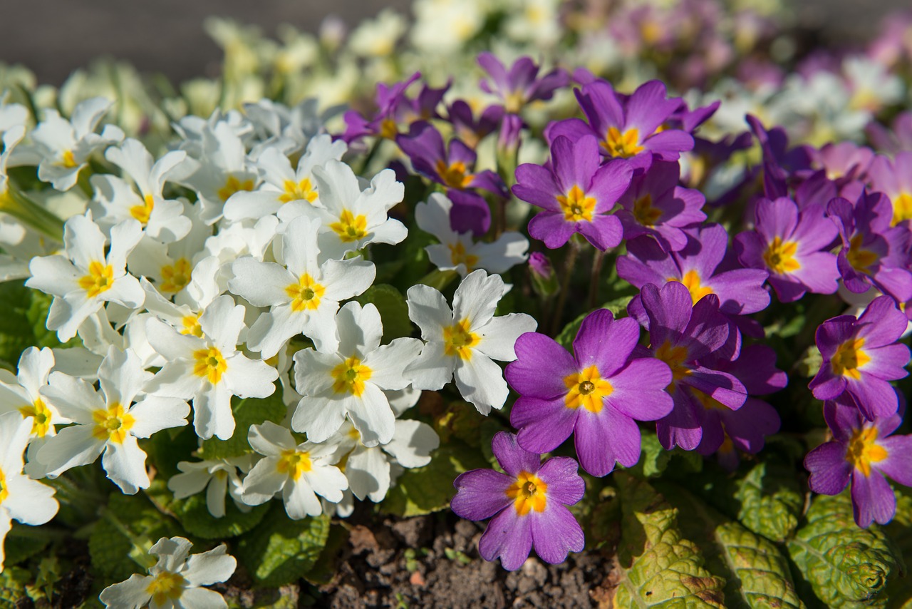 primroses primula spring free photo