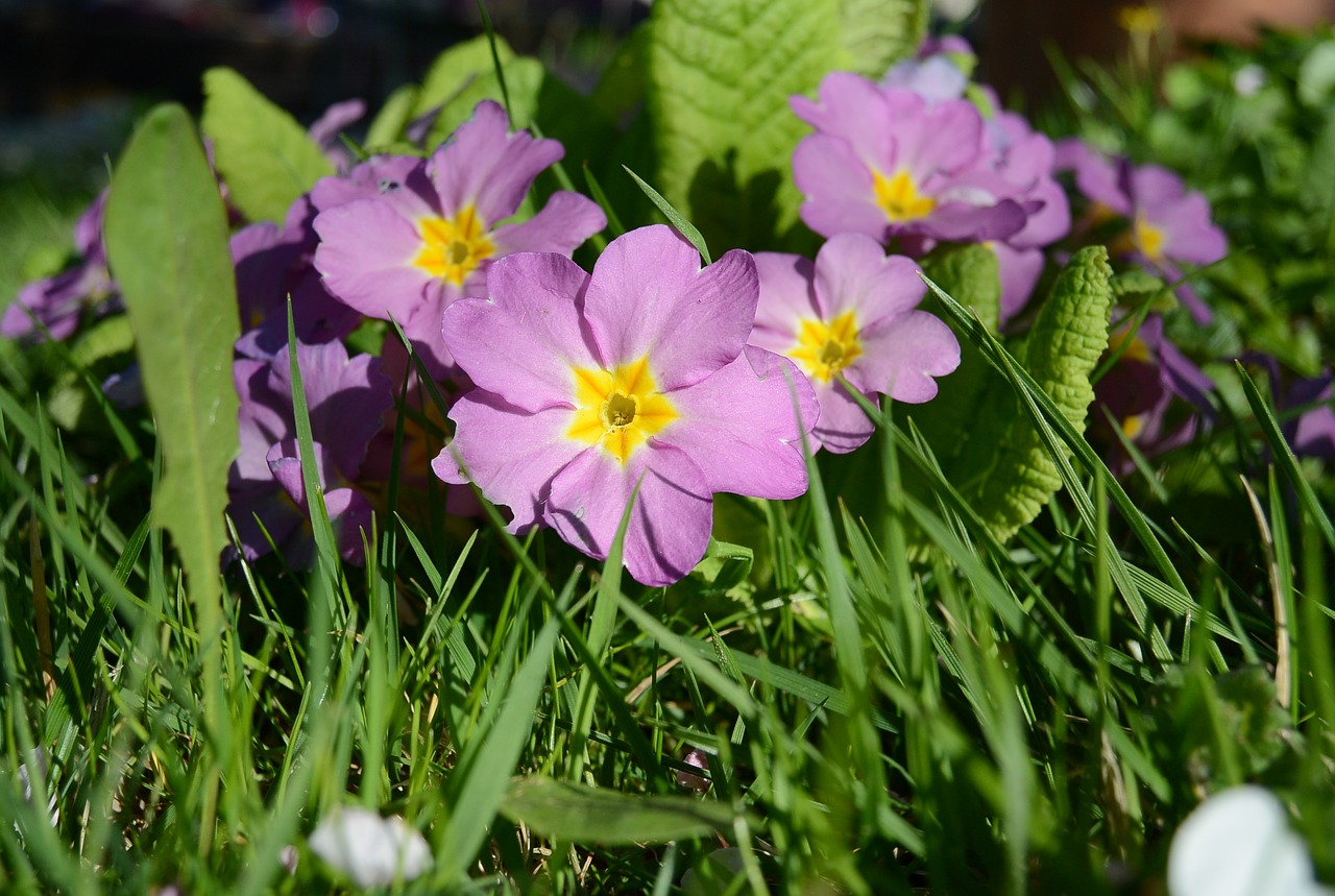 primroses violet flowers free photo