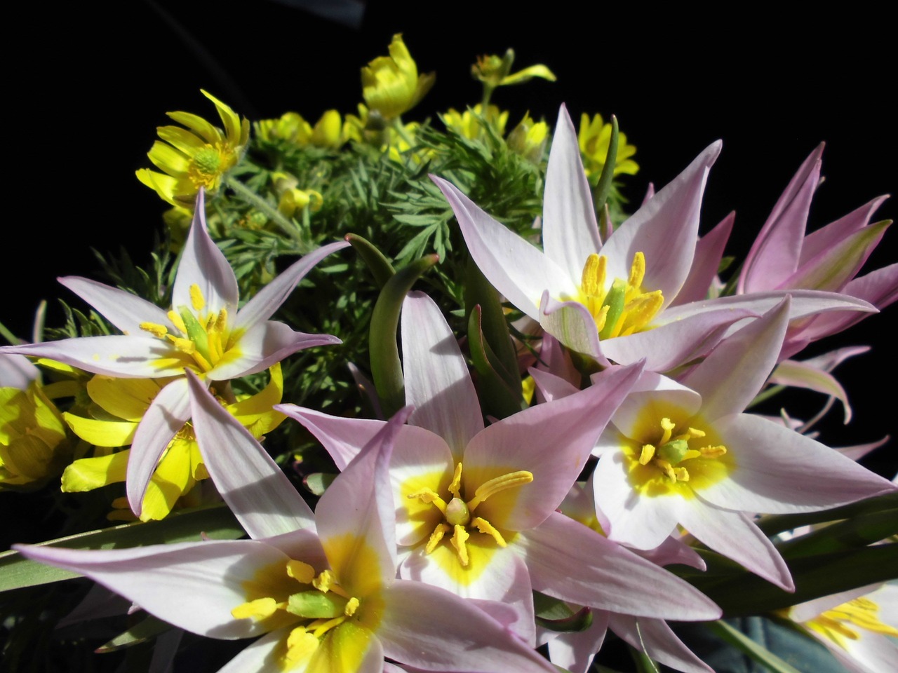 primroses bells bouquet free photo