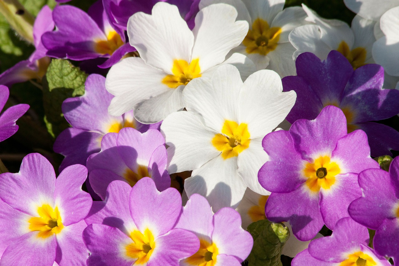 primroses primula vulgaris hybrid magenta free photo