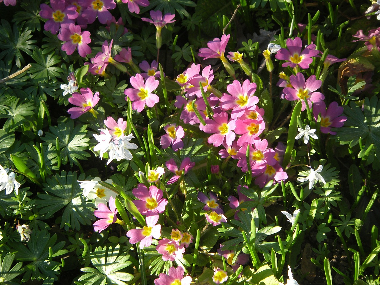 primroses flowers plant free photo