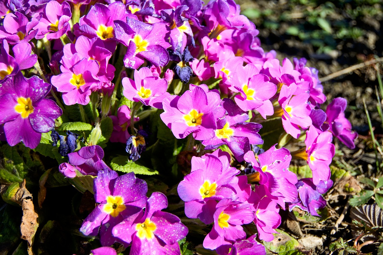 primroses  spring  nature free photo