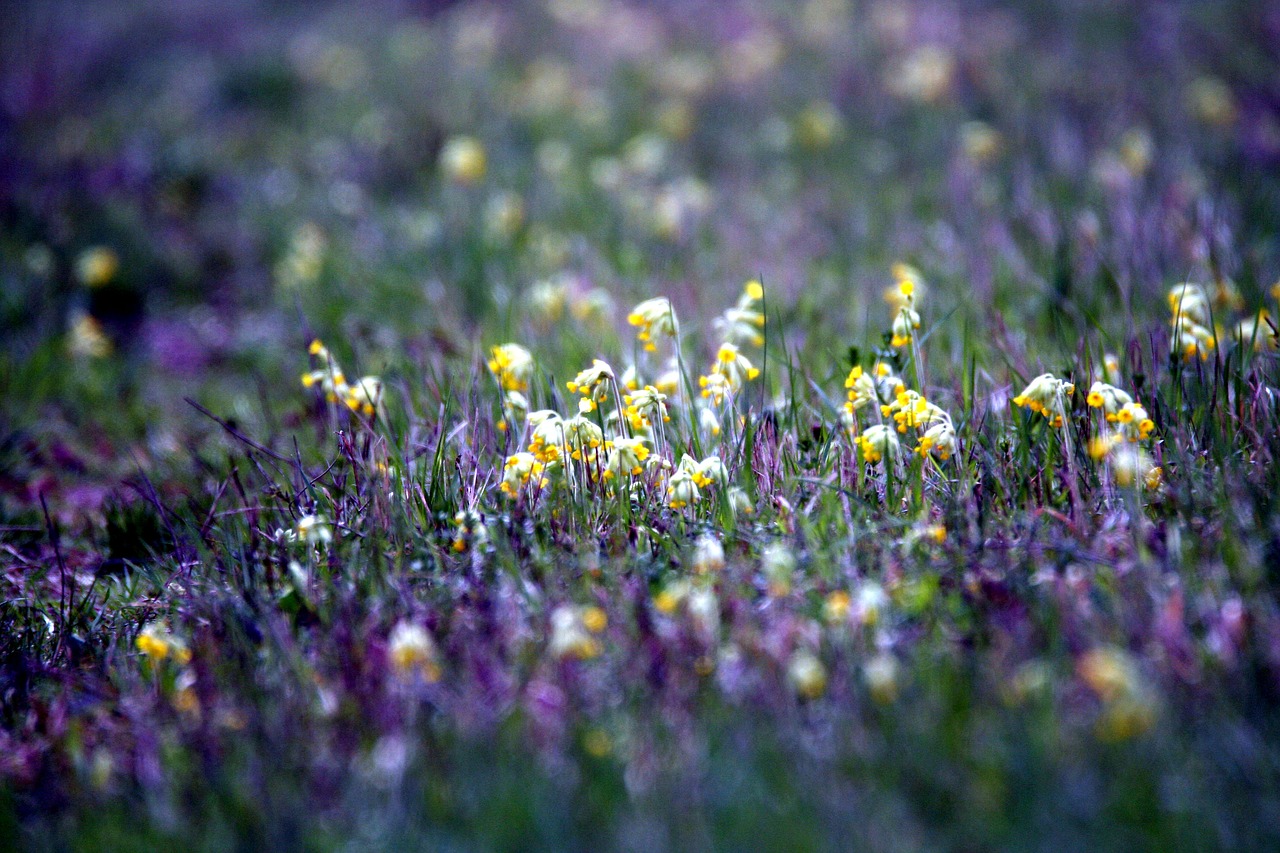 primroses  prairie  spring free photo