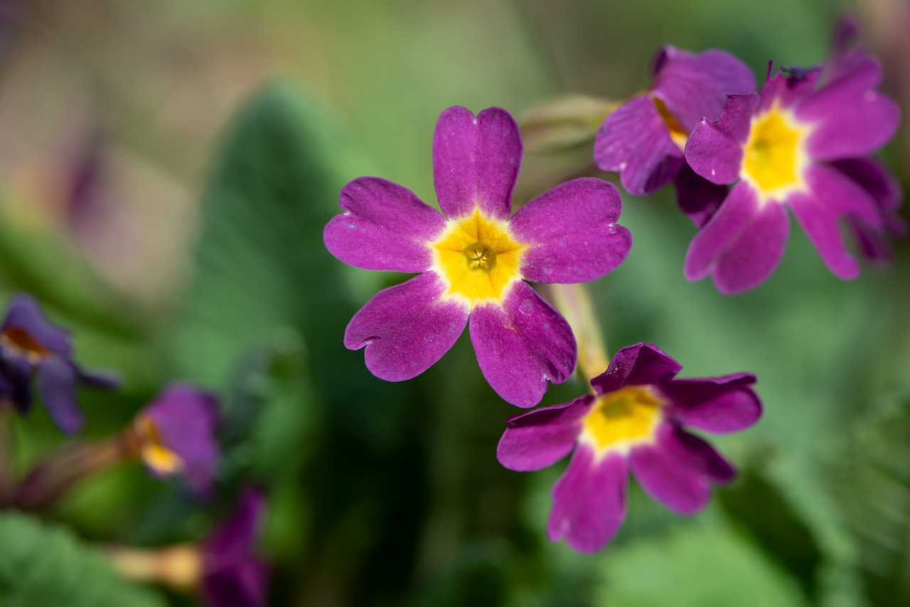 primroses  flowers  purple free photo