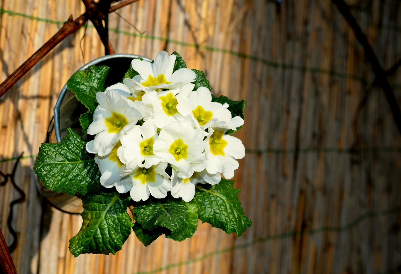 primroses spring flowers free photo