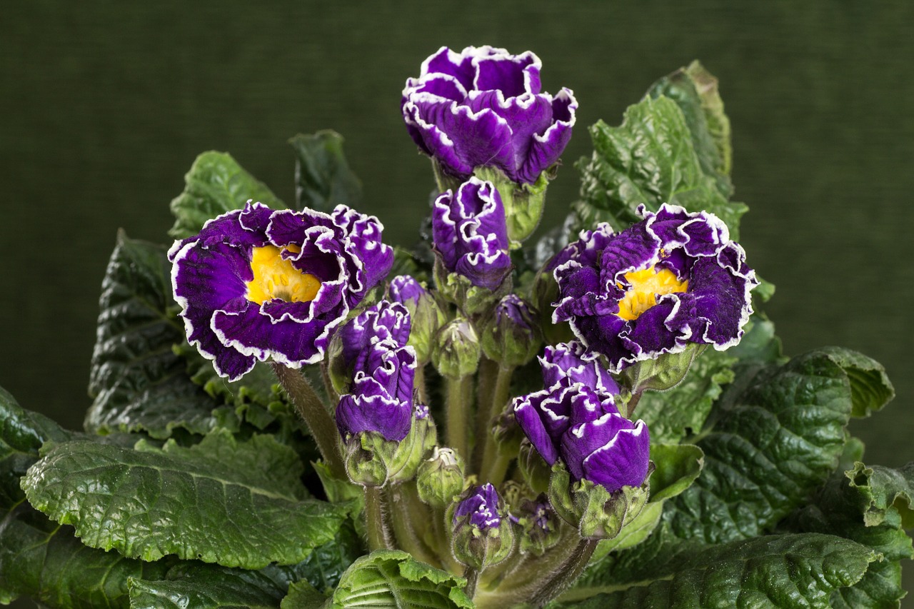 primroses macro violet free photo