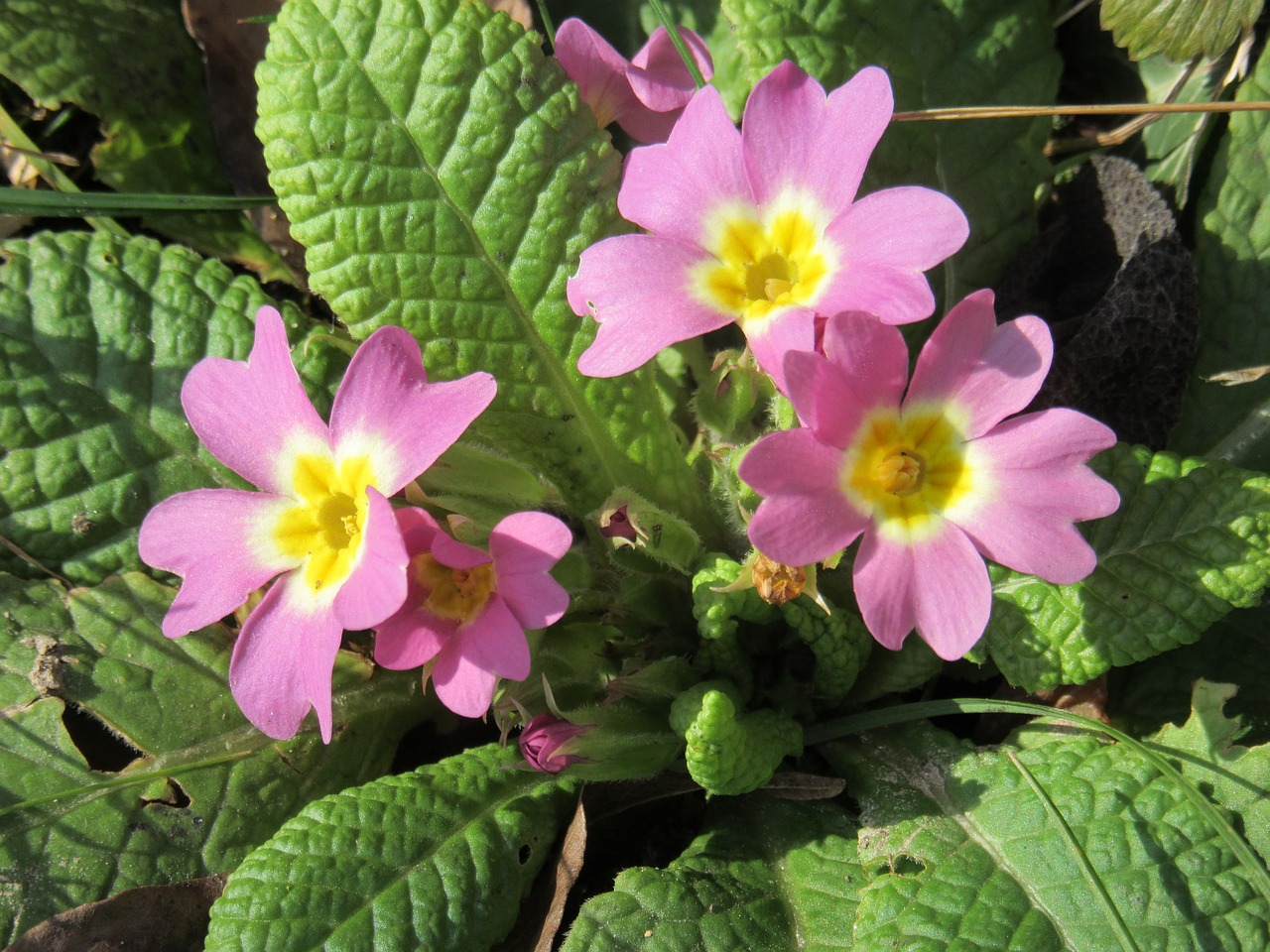 primroses flowers violet free photo