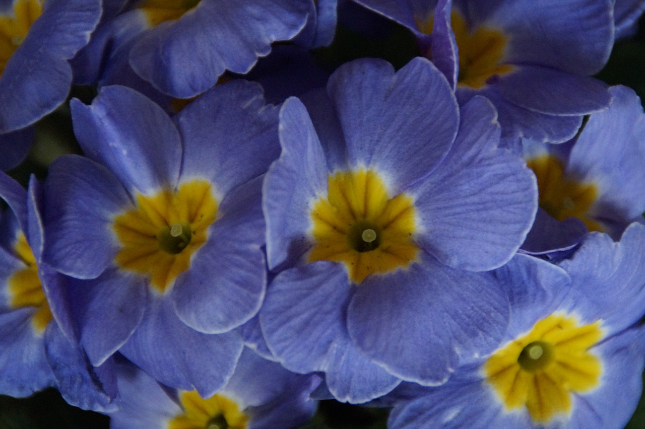 primroses colorful splash of color free photo