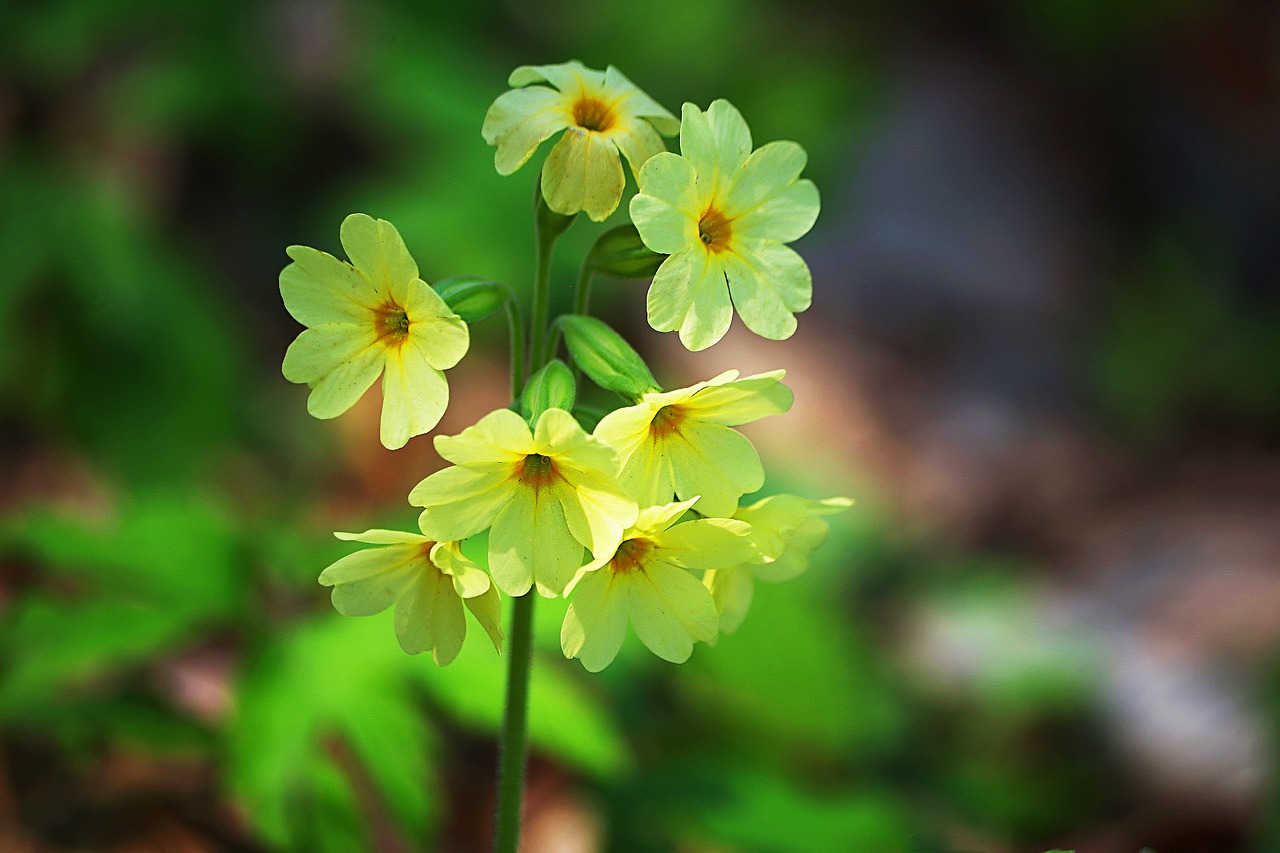 primula spring flower free photo