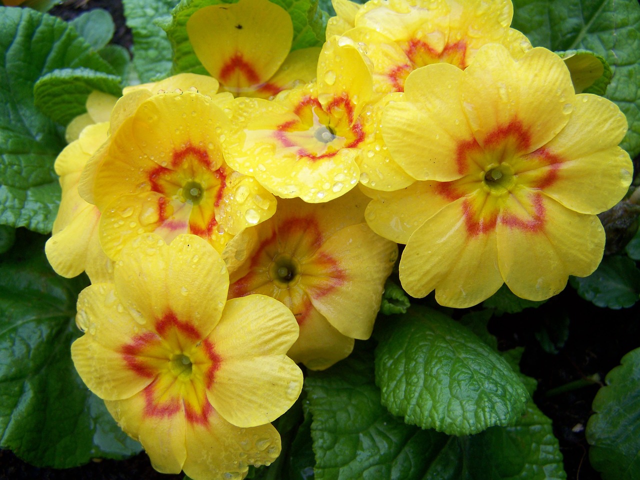 primula yellow primrose spring flower free photo