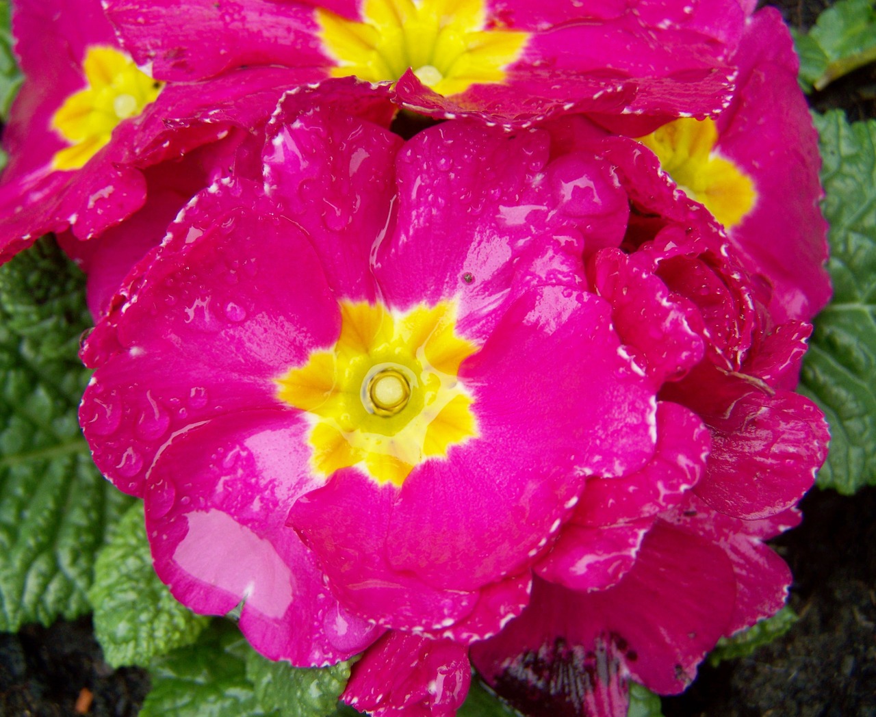 primula pink primrose spring flower free photo