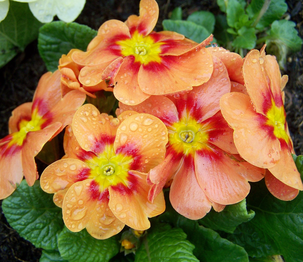 primula primrose spring flower free photo