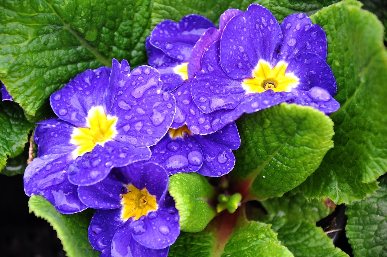 primula spring spring flower free photo