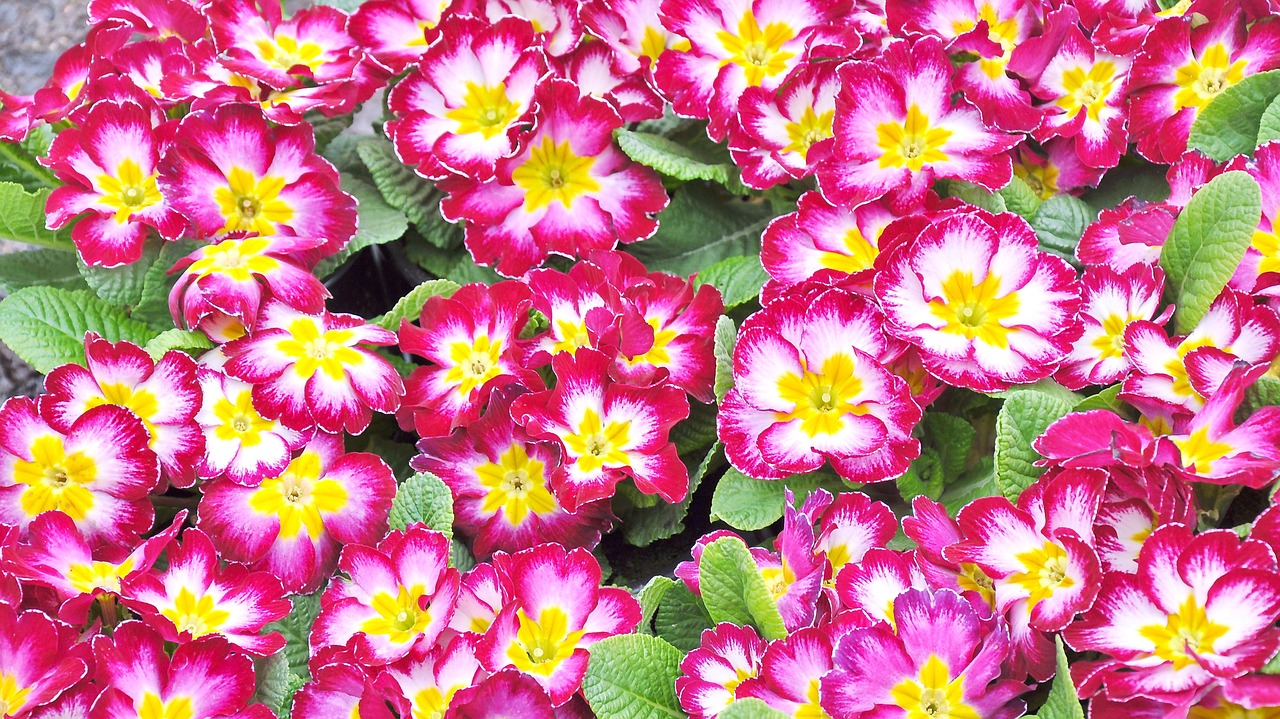 primula spring spring flower free photo