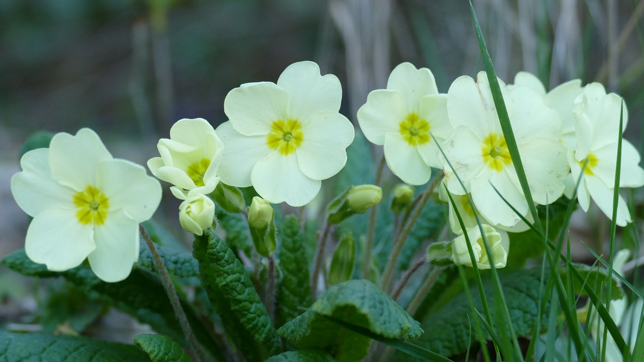 primula flowers herbaceous free photo