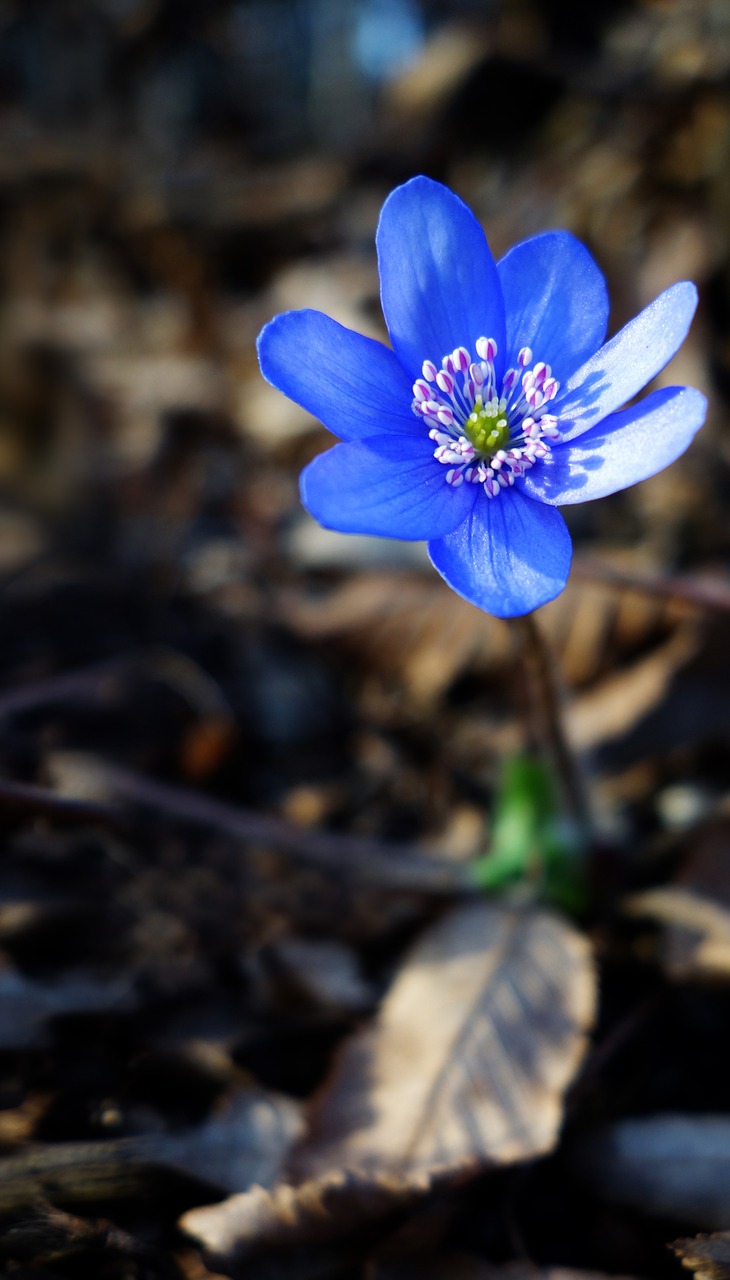 primula flower spring free photo