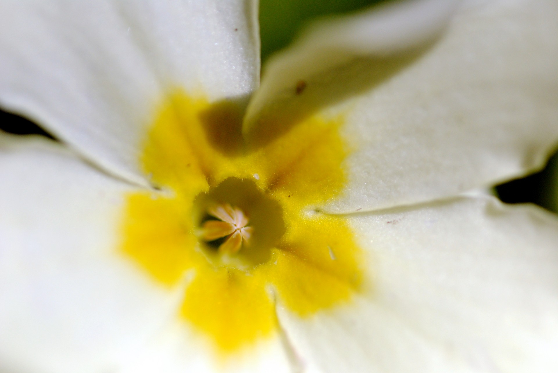 primrose spring yellow free photo