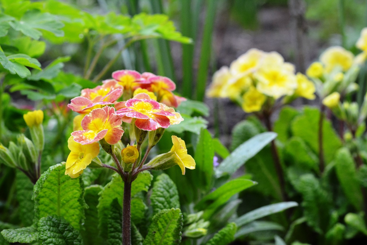 primula rosa after the rain free photo