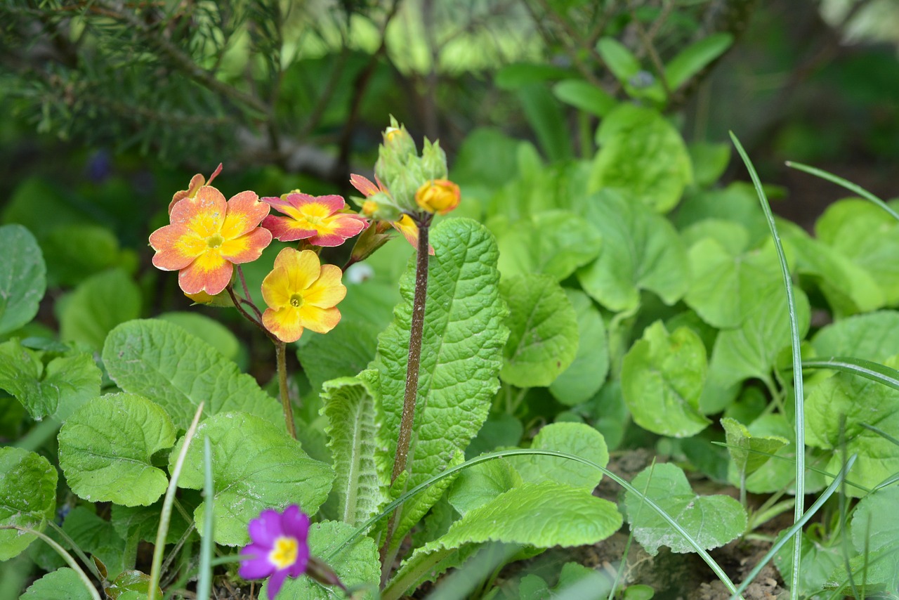 primula spring blooming free photo