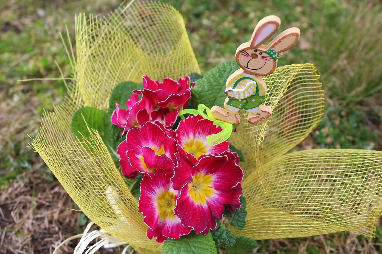 primula prymulka spring flowers free photo