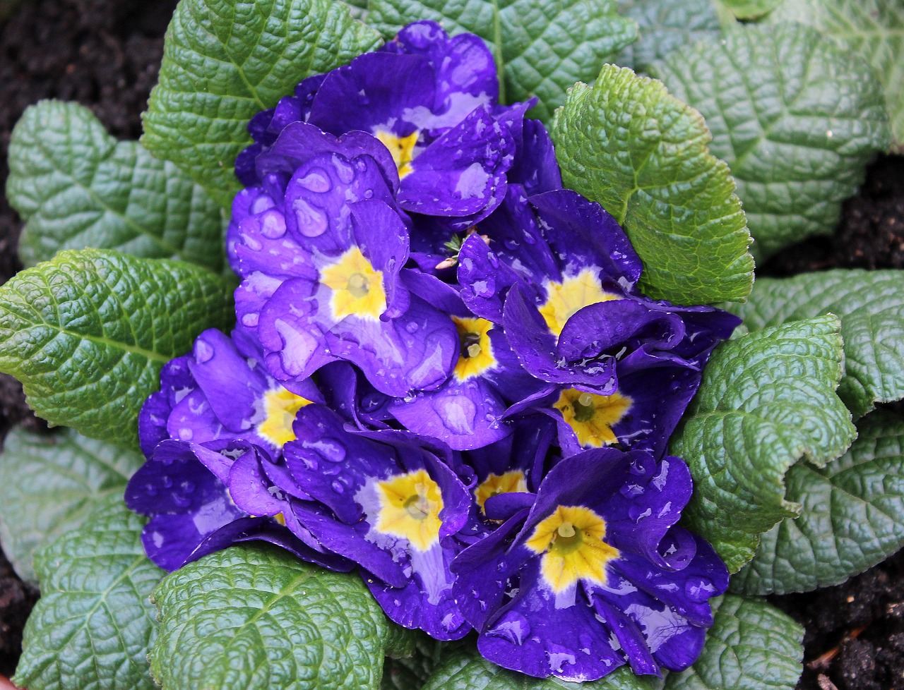 primula prymulka rain drops free photo