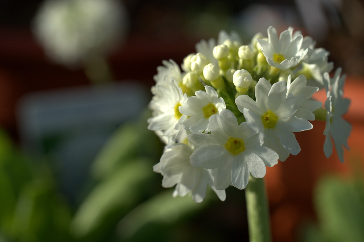 primula  flower  spring free photo