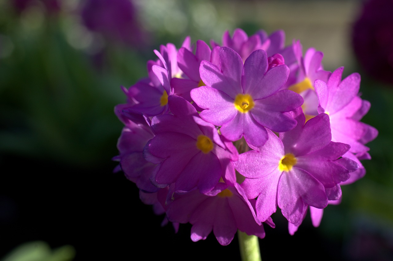 primula  spring  flower free photo