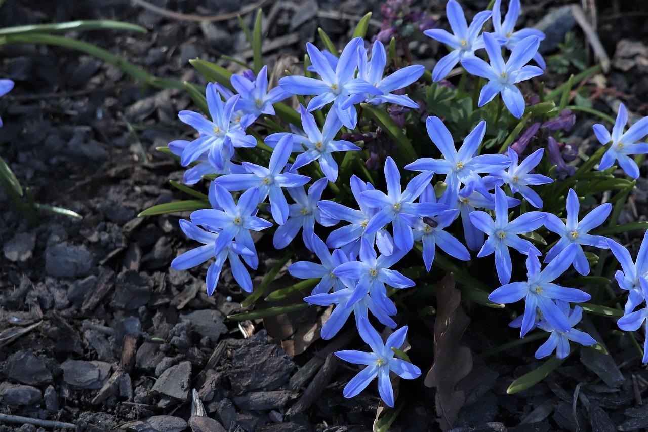 primula  flowers  spring free photo