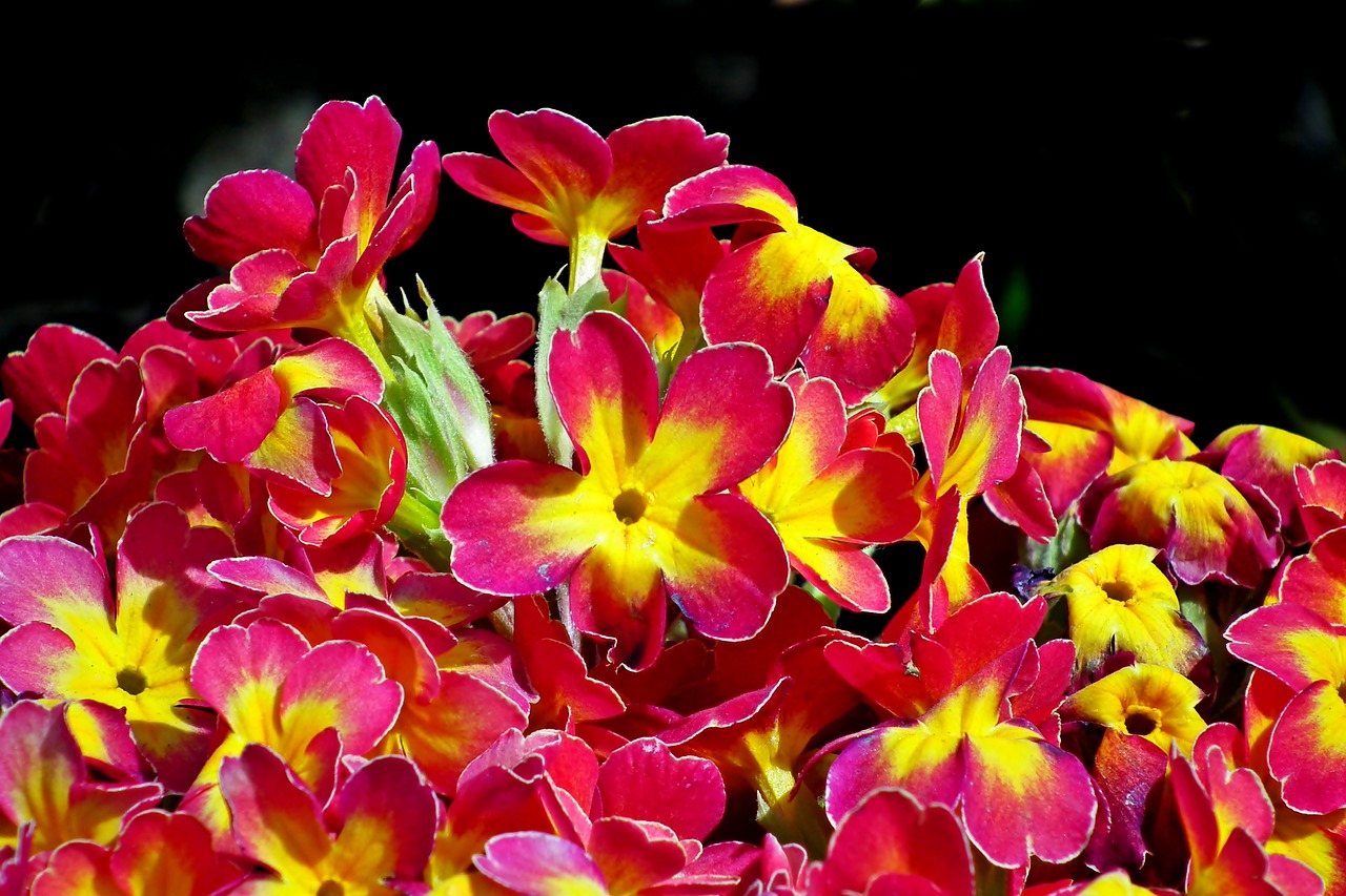 primula  flowers  garden free photo