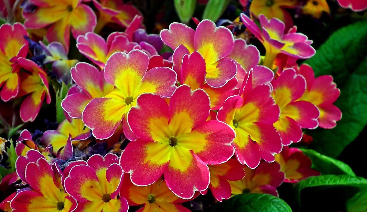 primula  flowers  colorful free photo